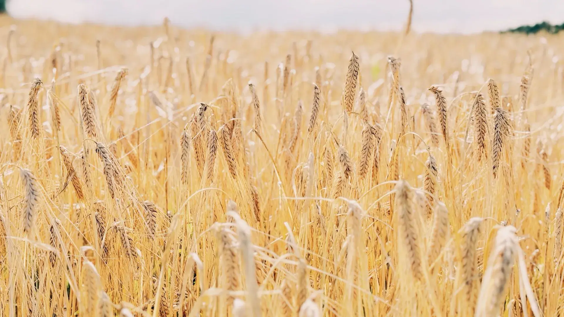 北海道ウイスキーのテロワール — 大雪山を背景にした丹丘蒸留所