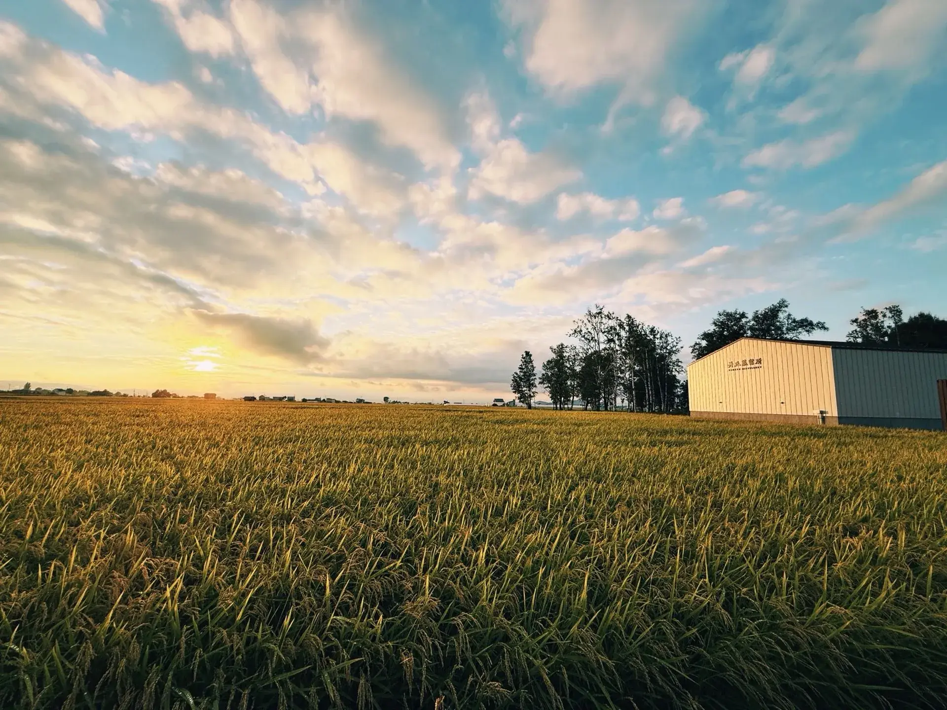 Golden sunset over Hokkaido rice fields near Tankyu Distillery — home of Japanese craft spirits including gin and whisky