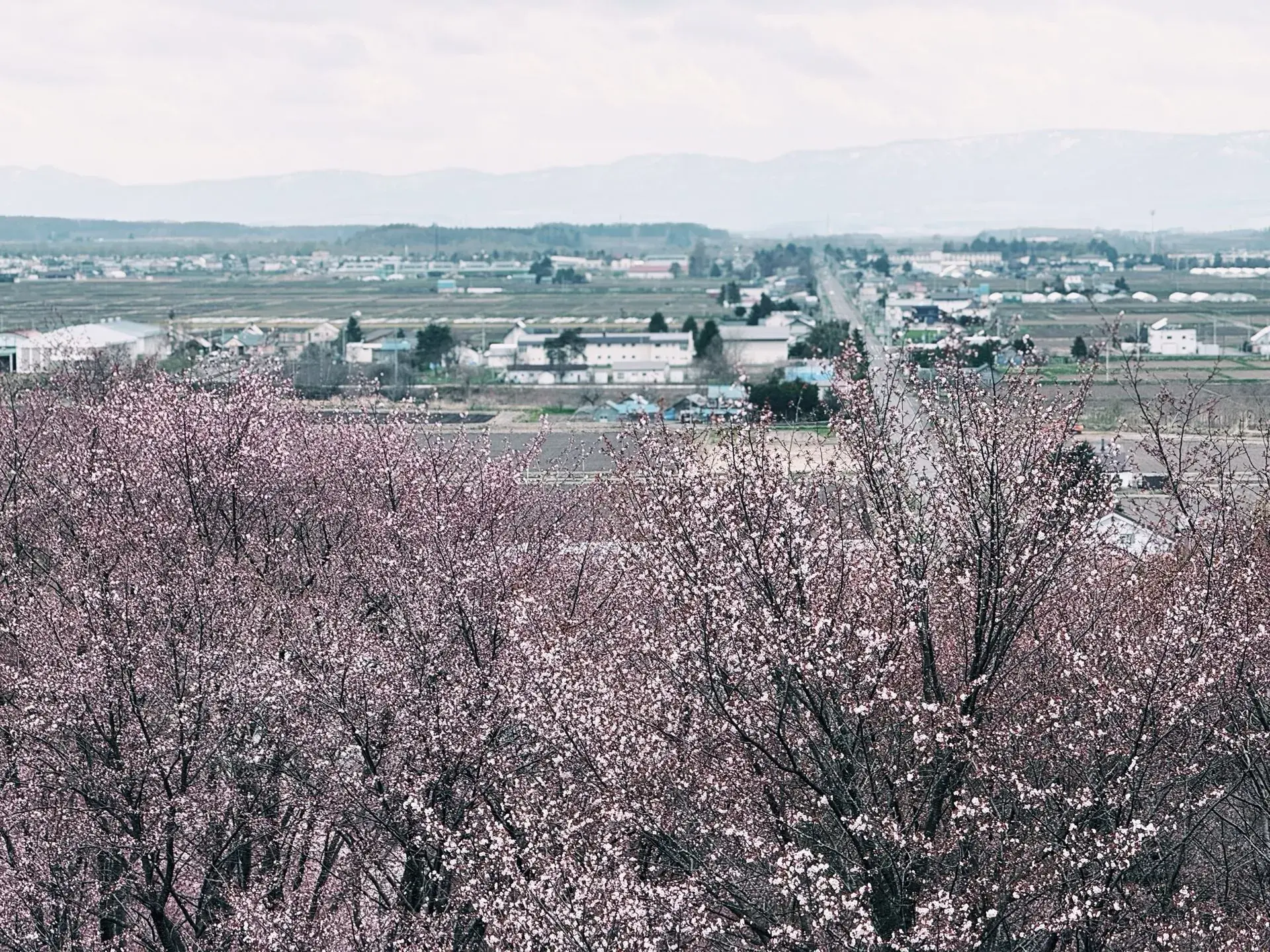 Spring (April – June)